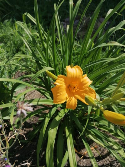 In the village of Mylnikovo, Russia, a single bright orange daylily is in full bloom. The flower, with its delicate petals and dark stamen, is the focal point of the image, surrounded by lush green foliage. Sunlight filters through the leaves, casting dappled shadows on the ground. In the background, other plants and a hint of dry soil are visible, suggesting a garden setting. The image captures a moment of natural beauty, with the vibrant daylily standing out against the verdant backdrop.