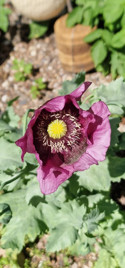 This media file features a close-up, overhead view of a single, deep pink poppy flower in bloom. The poppy is the primary subject, with its delicate, crumpled petals unfurling to reveal a vibrant yellow center surrounded by dark stamens dusted with pollen. The flower is positioned slightly off-center, with the right side of the frame dominated by the poppy and its accompanying foliage, while the left side offers a glimpse of the surrounding garden.

The setting appears to be a garden with soft, natural lighting, suggesting it is daytime. The background is a blurred mix of greens and browns, indicating a natural environment. The foliage of the poppy is a pale, almost silvery green, with the characteristic lobed leaves of the plant visible. To the left of the flower, out of focus, are hints of other garden elements. There is a curved, wooden object, possibly part of a planter or garden decoration, and some pale, rounded shapes that could be stones or other decorative features in the garden bed. The ground surface appears to be covered with small stones and soil.

The image captures a moment of natural beauty, focusing on the intricate details of the poppy. There is no visible text in the image. The overall impression is one of a peaceful and serene garden scene, highlighting the delicate beauty of the blooming flower. The location context provided, Vārzas, Latvia, suggests a Northern European garden setting.