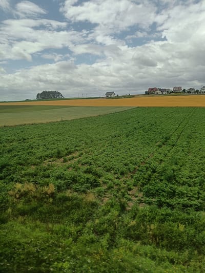 The image depicts a rural landscape near Korycin, Poland. In the foreground, a field of green crops, possibly potatoes, stretches across the lower portion of the frame. The crops appear dense and healthy, with visible rows indicating cultivation. Behind this field, a section of a golden-yellow crop, likely wheat or another grain, is visible. Further in the distance, a strip of lighter green land is present, followed by a distant treeline composed of a dense cluster of coniferous trees. Above the fields, a row of houses with red and white roofs are situated on a gentle slope. The sky is partially cloudy, with a mix of white and grey clouds against a pale blue background. Power lines are also visible in the mid-distance. The overall scene is one of agricultural activity and a residential area integrated into the countryside.