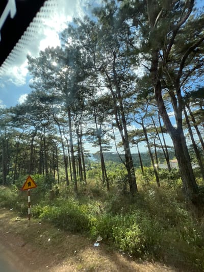 A view through a car windshield shows a forest road. Tall, thin trees line both sides of the road, their branches meeting overhead, creating a dappled sunlight effect. A yellow and black road sign with a bird icon is visible on the right. Beyond the trees, a glimpse of water and distant green hills is seen. The sky is blue with scattered clouds peeking through the dense foliage. The foreground contains a portion of the car's dashboard.