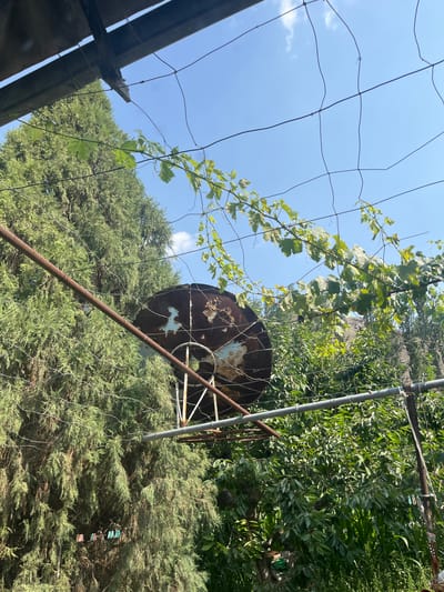 The image shows an outdoor scene with lush greenery and a clear blue sky. In the foreground, a rusty satellite dish is visible, supported by metal poles and wires. Green vines with leaves are draped over a wire mesh structure in front of the dish. A large evergreen tree with dense foliage is to the left of the satellite dish. In the background, more trees and foliage create a dense natural environment. The scene appears to be in a residential area in the city of Orozbekov, Kyrgyzstan, possibly a backyard or garden. There are no people visible in the image.