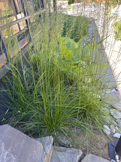 In the city of Лапино Град Кп, Russia, a close-up, eye-level shot captures a cluster of tall, green ornamental grasses with feathery plumes, illuminated by soft, natural sunlight. The grasses are densely packed and appear healthy, with slender, upright stems topped by airy seed heads. In the background, a modern outdoor living space is visible, featuring a sleek, dark metal railing and wooden decking, suggesting a contemporary architectural design. The ground surrounding the grasses is a mix of fine gravel and decorative white stones, with larger, irregular grey flagstone steps leading into the frame from the lower left. A hint of vibrant green foliage from what appears to be a hosta plant emerges from behind the grasses, adding a touch of contrasting color and texture to the scene. The overall impression is one of a well-maintained, aesthetically pleasing outdoor environment, likely a garden or patio area designed for relaxation and enjoyment.