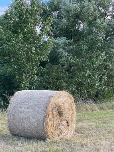A round bale of hay lies in a field of dry grass in front of a dense backdrop of green trees. The bale is positioned horizontally on its side, with its straw-colored end facing the viewer and its gray, tightly wound side facing left. The grass in the foreground is mostly dry and brown, with patches of green. The trees behind are a mix of deciduous and possibly some willow, with lush green foliage. The sky above is partially visible, showing patches of blue and white clouds. The scene appears to be a rural landscape, likely in a field outside of a town or village. This image was captured in Újezd u Brna, Czechia.