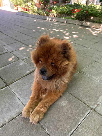 An adult Chow Chow dog with reddish-brown fur is lying down on a paved outdoor area. The dog is positioned in the lower right half of the frame, facing towards the left. Its eyes are not clearly visible due to the fur. The dog's tongue is extended and appears dark blue. The paved area is made of large, light grey concrete tiles, with visible grout lines. Sunlight creates dappled shadow patterns on the pavement. In the background, a raised garden bed with potted plants and red flowers is visible. The location is described as the city of Karabunar, Bulgaria.