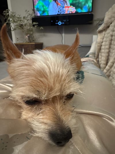 A close-up, rotated image shows a small, tan dog with shaggy fur. The dog is lying down on a light-colored, silky fabric, possibly a blanket or bedding. Its head is resting on the fabric, and its eyes are partially closed, suggesting it is sleepy or relaxed. A dark nose and a dark eye are visible on the right side of the dog's face. The dog's ears are pointed upwards and slightly back. The overall lighting suggests it is indoors, likely in a home environment. In the background to the left, a television screen displays a colorful image, possibly of nature or aquatic life, with blue and green hues. The television is black and has a circular power button with a white ring. A power cord is visible plugged into the back of the TV. Further to the left, a corner of a wall is visible. To the right of the TV, a piece of greenery, possibly a plant, is present. The texture of the dog's fur is prominent, with individual strands of hair visible. The lighting casts soft shadows on the fabric, highlighting its sheen. There is no visible text in the image. The scene evokes a sense of domestic comfort and quietude.