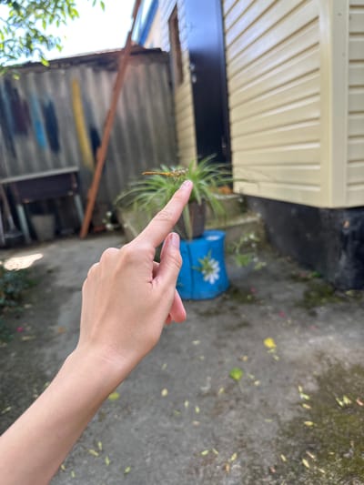 A close-up shot features a human hand extended, with a dragonfly perched on the index finger. The background shows a slightly dilapidated outdoor area, possibly a backyard, with a corrugated metal fence on the left, a light-colored building with horizontal siding on the right, and a blue potted plant in the middle. The ground is paved with concrete and scattered with leaves and debris. The scene appears to be set in Temryuk, Russia, a location known for its coastal climate.