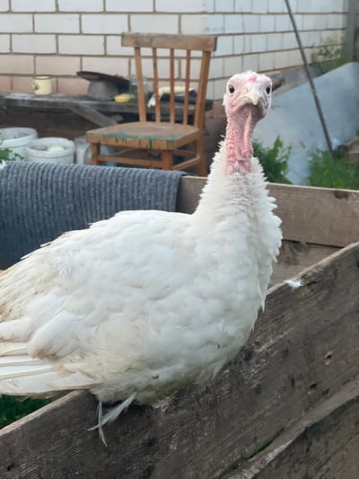 A white turkey stands on a wooden surface outdoors. The turkey is facing left and looking towards the viewer with its head tilted slightly. It has a pink, wrinkled neck and face with black eyes and a pale beak. Its white feathers are fluffy and appear somewhat ruffled. The wooden surface it stands on is weathered and has visible grain. In the background, a light-colored brick wall is visible on the left, with a wooden chair and some greenery. On the right side of the image, more wooden structures and some gray cylindrical objects are present. The scene appears to be in a rural or backyard setting. The lighting suggests it is daytime. No text is visible in the image.