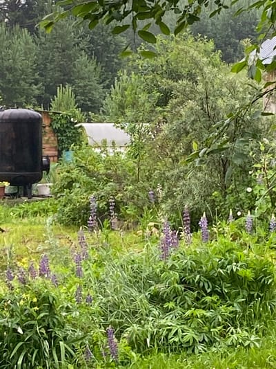 A serene, overcast day scene unfolds in a garden area within the city of Beryozovaya Roscha, Russia. The foreground is dominated by lush green foliage, interspersed with clusters of tall, purple lupine flowers in bloom. These flowers stand out against the softer greens and muted tones of the rest of the vegetation.
In the mid-ground, a large, dark, cylindrical object, possibly a water tank or boiler, sits to the left, next to a rustic wooden structure. Behind these, a white, semi-transparent structure, likely a greenhouse or cold frame, is partially visible. The background consists of dense, varied trees, creating a natural, green backdrop. The overall impression is one of a well-tended, naturalistic garden, possibly part of a private property or community gardening space, with a sense of peaceful seclusion.