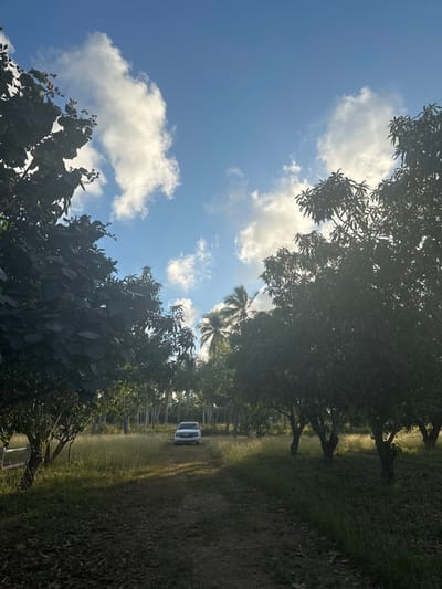 A rural landscape under a bright blue sky with fluffy white clouds. Tall trees line both sides of a grassy path, creating a shadowed tunnel. A white vehicle is parked along the path in the distance. The scene suggests a tropical or subtropical environment. Sunlight filters through the leaves, adding to the vibrant atmosphere.