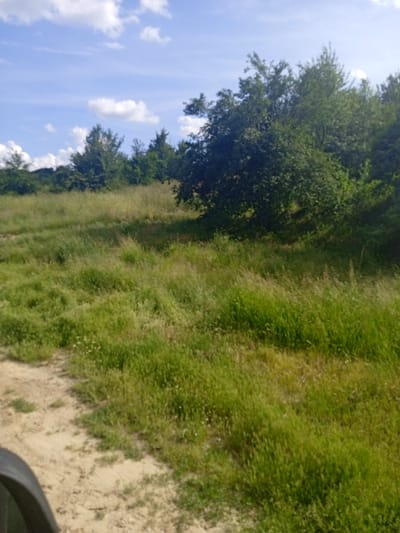 A sunny day unfolds over a grassy field in Arkovna, Bulgaria. The sky, a vibrant blue, is dotted with fluffy white clouds. In the mid-ground, a line of lush green trees forms a natural border. The foreground is dominated by a sprawling meadow of tall, green grass, interspersed with patches of dry, yellowed blades. A dirt path, light brown and textured, winds its way through the left side of the frame. The scene is tranquil and natural, with no people or man-made structures other than the path. The image captures the essence of a serene summer day in the Bulgarian countryside.