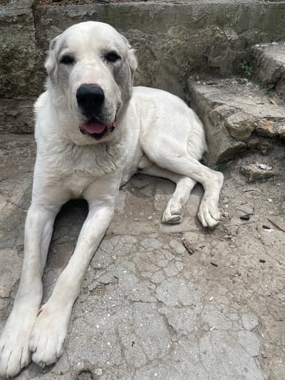 A large, white dog with grey markings on its face is lying on a cracked concrete surface. The dog is facing the camera, with its tongue slightly out and its mouth open. It has dark eyes and a black nose. Its front legs are extended forward, and its back legs are crossed. Behind the dog, there is a rough stone wall with steps leading up. The ground is littered with small pebbles and debris. The overall environment appears to be outdoors, possibly in an urban or semi-urban setting.