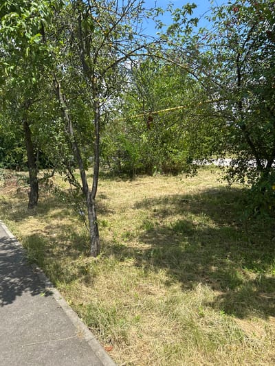 A paved pathway borders a mowed grassy area dotted with trees. The pathway, on the left, is gray and slightly curved. The mowed area is a mix of dry, golden grass and some greener patches, with fallen leaves and twigs scattered throughout. Several trees are present, with some bearing small, red fruits. The sky above is a clear blue. The scene appears to be an outdoor public space, possibly a park or a roadside verge, within the city of Dondukovskaya, Russia.