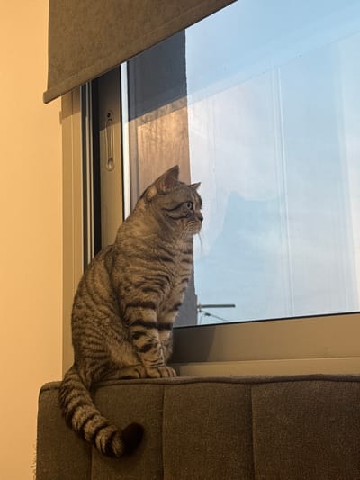 An indoor scene in Latsia, Cyprus, depicts a domestic tabby cat, predominantly grey with distinct dark stripes, seated upright on a grey upholstered furniture surface. The cat faces right, looking intently out a window. Its tail, striped and ending in a dark tip, hangs down the side of the furniture. The window features a light-colored frame and a partially lowered grey roller blind at the top. The glass pane reflects a silhouette of the cat and ambient indoor light, along with faint outdoor details that include horizontal lines against a bright sky. A plain, light-colored wall is visible to the left of the window. The overall lighting suggests a combination of natural daylight entering through the window and interior artificial light.