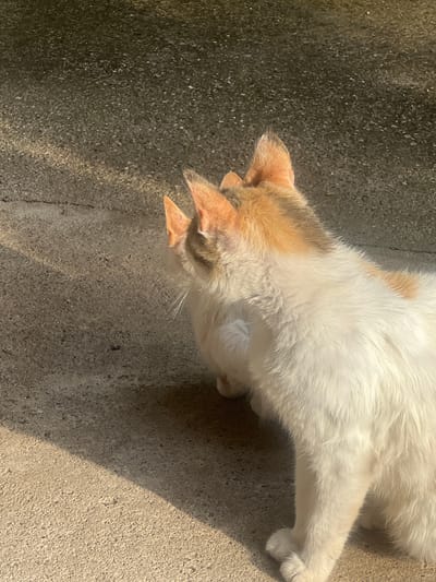 The image shows a calico cat, predominantly white with orange/ginger patches on its head, ears, and back. The cat is situated outdoors on a coarse, grey paved surface, likely concrete or asphalt, with a darker, textured vertical surface (possibly a wall or fence) in the background to the left.
The scene is brightly lit by direct sunlight, indicating a sunny day, likely during midday or early afternoon, as evidenced by the strong highlights on the cat's fur and the distinct shadows cast on the ground. The cat is looking downwards with a focused expression, appearing to sniff or observe something on the ground. Its body is angled diagonally across the frame, with its front paws and head lower than its hindquarters, suggesting an active engagement with its immediate surroundings.
There are no people or visible text in the image. The setting appears to be a quiet outdoor area in Pitovo, Bulgaria.