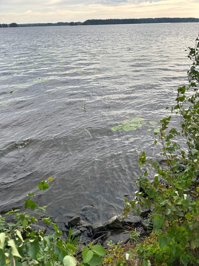 A body of water is depicted, with the shoreline visible in the foreground and a tree line in the distance. The water is slightly choppy, with ripples across its surface. There are some lily pads floating on the water. The shoreline is rocky and overgrown with vegetation. The sky is cloudy, with the sun setting or rising. The scene appears to be a natural landscape, possibly a lake or large pond, in a rural or undeveloped area. The image is a photograph taken from a slightly elevated viewpoint looking out over the water. There are no people or animals visible in the image. The overall atmosphere is serene and tranquil.