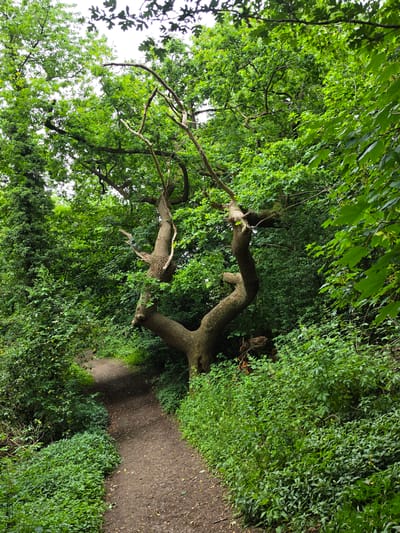 The image displays a densely vegetated woodland path located in Connah's Quay, United Kingdom. A narrow, unpaved dirt path curves from the lower-left foreground towards the upper-center, ascending gently and disappearing into the foliage. To the immediate right of the path, a large, mature tree with a distinctive, gnarled, and twisted multi-stemmed trunk dominates the midground. Its bark appears rough and textured, and its branches, some bare and some leafed, extend into the overhead canopy. The entire scene is characterized by a profusion of lush green foliage, encompassing numerous trees, shrubs, and undergrowth that line the path and form a dense canopy. Patches of an overcast, bright sky are visible through gaps in the treetop canopy in the upper portion of the frame. No individuals, animals, or man-made objects are discernible on the path or within the natural environment depicted.