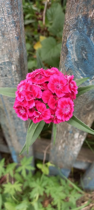 In the village of Tokushy, Kazakhstan, a close-up shot focuses on a vibrant cluster of pink flowers, likely Dianthus. The flowers, with their delicate, fringed petals, are positioned centrally in the frame, appearing slightly dewy. They are nestled between weathered wooden posts, painted a faded blue, that form part of a fence. The background is a soft blur of green foliage, suggesting an outdoor setting with natural elements. The lighting is diffused, highlighting the texture of the flower petals and the rough surface of the wood. No people or animals are visible in the image.