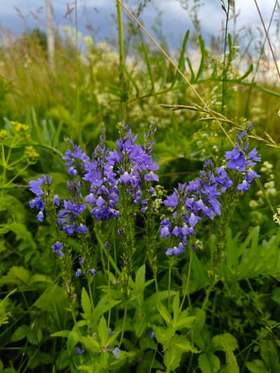 The image shows a close-up of several stalks of purple flowers, possibly Veronica, growing in a field of green grass and other wild plants. The flowers are clustered together at the top of thin, green stems, with smaller buds visible further down. In the background, the scene is blurred, showing more greenery, hints of yellow flowers, and a cloudy sky. The location is described as Munayka, Russia, implying a natural, outdoor environment. There are no people or animals visible in the frame. The focus is entirely on the botanical elements within the frame, suggesting a naturalistic or botanical photography style.