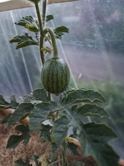 A small, green watermelon with dark green stripes hangs from a fuzzy vine in a greenhouse. The watermelon is approximately the size of a fist and is surrounded by large, lobed leaves that also appear fuzzy. The background is blurred and consists of a translucent plastic sheeting, typical of a greenhouse structure, and hints of greenery beyond. The ground beneath the plant is covered with dry, straw-like material. The lighting is soft, suggesting it might be overcast or early morning/late evening. The image focuses on the developing fruit and the plant's foliage. The location is specified as Novozybkov, Russia, implying an outdoor agricultural setting within that region.
