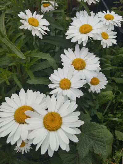 This media file is a close-up, vertical shot of several white daisies with yellow centers, set against a backdrop of green foliage. The daisies are the primary subjects, with varying degrees of focus, suggesting a shallow depth of field. Some of the flowers are fully bloomed, displaying their delicate white petals and vibrant yellow discs, while others are partially visible or in the background. The leaves are a lush green, some smooth and others slightly textured, creating a natural, garden-like setting.

The scene appears to be outdoors, likely in a garden or a natural setting. The lighting suggests it could be daytime, possibly overcast or shaded, as there are no harsh shadows. No people are visible, and there are no discernible objects that would indicate a specific event or activity. The overall mood is serene and natural, focusing on the simple beauty of the flowers and the surrounding greenery. There is no visible text in the image. The location context provided is Lobnya, Russia.