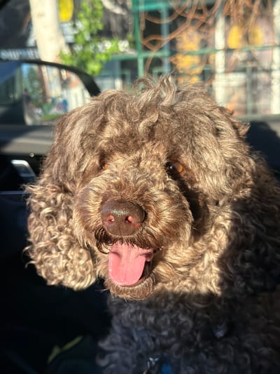An overhead shot captures the close-up, attentive face of a brown, curly-haired dog. The dog's snout, moist dark brown nose, and part of its pink tongue are prominently featured as it looks upward towards the camera. One bright, alert eye is visible through its dense, shaggy fur, which shows various shades of brown and warm highlights from direct sunlight. The fur around its face is thick and wavy, characteristic of breeds like a poodle or labradoodle.
The background is heavily blurred and appears to be outdoors or seen through a window, with indistinct shapes of green (possibly foliage or a fence) and some yellow blurs suggesting sunlight on distant objects. There are also dark, shadowed areas contrasting with the bright highlights on the dog's fur, indicating a sunny day. The dog's mouth is slightly open, with its tongue partially out, conveying an impression of happiness or gentle panting. The overall tone is bright and warm. No visible text is present in the image. While the image is set in Yemelyanovo, Russia, this specific location is not visually discernible from the media.