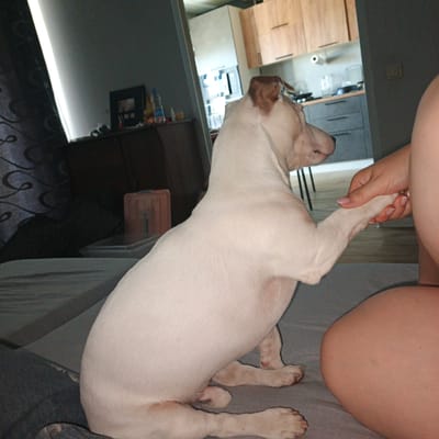 In Vyshgorodok, Russia, a white dog with tan markings on its head is shown from a medium shot, sitting on a grey surface and shaking hands with a person whose arm and hand are visible on the right side of the frame. The dog's body is primarily white, with a tan patch over its left ear and on its head. It is facing left, with its front right paw extended and held by a human hand. The hand has manicured fingernails.
The background reveals an indoor environment. To the left, dark curtains with a swirling pattern are visible, partially obscuring a dark piece of furniture and a small, decorative orange box with a grey handle. Further back, the scene opens into a kitchen area with light-colored cabinets and dark grey drawers. Appliances and kitchen surfaces are visible in the background, suggesting a domestic setting. The lighting appears to be artificial, casting some shadows and highlighting the subjects. The overall impression is a candid moment of interaction between a pet and its owner.