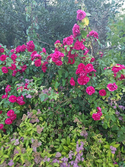 The image depicts a dense, overgrown garden in Vasilkovo, Russia, dominated by a profusion of vibrant pink roses in full bloom. The roses are the focal point, with many large, multi-petaled blossoms clustered on thorny branches. Interspersed among the roses are smaller, delicate clusters of light purple and pink flowers, likely a type of Spiraea, and the lush green foliage of various plants creates a textured backdrop. Some of the rose branches appear to be climbing or reaching outwards, suggesting a wild or uncultivated growth pattern. The overall impression is one of abundant natural beauty, with the varying textures and colors of the flora creating a rich tapestry. No people or animals are visible in the scene. The lighting suggests it is daytime, with the overcast sky contributing to a slightly muted but still vivid color palette.