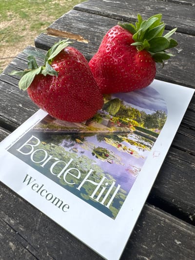 Two strawberries rest on a brochure for "Borde Hill Welcome" which depicts a garden pond. The brochure is placed on a weathered wooden picnic table. The background shows greenery and a blurred outdoor environment, suggesting a garden setting. The image is captured from a high angle, focusing on the strawberries and the brochure. The strawberries are ripe, red, and have green stems. The brochure has an image of a pond with lily pads and trees.