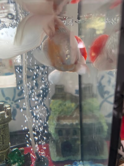 This media file displays an underwater scene within a fish tank. The primary subjects are two goldfish, their bodies a mix of white, orange, and red, with prominent fins and characteristic round bodies. One goldfish is more fully visible, its scales and fins detailed, while the other is partially obscured. The setting is an aquarium, indicated by the clear glass walls and the presence of numerous small air bubbles rising from the bottom. In the background, hints of aquarium decorations can be seen, including what appears to be a miniature castle-like structure and some green artificial plants. The water is slightly murky, with reflections visible on the glass surface. The lighting suggests an indoor environment, and the presence of the bubbles implies an active aeration system, common in aquariums. No specific time of day or weather conditions are discernible. There is no visible text within the frame. The overall impression is a snapshot of domestic aquatic life.
