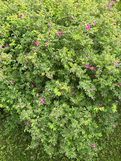 This image shows a dense bush with numerous small pink flowers and green leaves. The bush is quite extensive, filling the majority of the frame. The flowers are scattered throughout the foliage, and some appear to be in various stages of bloom. The leaves are a vibrant green, with some showing a lighter, almost yellowish hue. The overall impression is one of lush natural growth. The scene is located in Harstad, Norway, specifically in an area with a lot of green space, suggesting a park, garden, or natural landscape within the city. There are no people or animals visible in the image. The ground beneath the bush is covered in grass and some fallen pink petals.