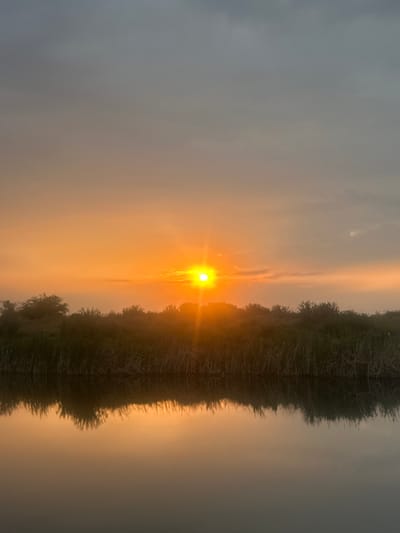 This photographic image, taken in Dinkata, Bulgaria, captures a sunrise or sunset over a body of still water, framed by dense vegetation. The sun, a brilliant yellow-orange orb, is positioned centrally just above the horizon, emitting a strong glare and radiating an intense orange glow across the lower half of the sky. Above the sun, the sky transitions from a soft orange-brown to a muted gray-blue at the top, with faint, scattered cloud formations visible.

A prominent band of dark green vegetation, consisting of reeds, grasses, and some bush-like structures, spans the entire width of the image along the horizon, silhouetted against the bright sky and obscuring the direct view of the horizon line. This vegetation is reflected in the calm, dark surface of the water in the lower portion of the image. The water's surface mirrors the overall color scheme of the sky, displaying diffused orange and gray tones, with a softer, elongated reflection of the sun's glow directly beneath it. No human subjects, animals, or man-made structures are visible. The scene depicts a natural, undisturbed wetland environment under atmospheric conditions characterized by the presence of a low sun and some atmospheric haze.