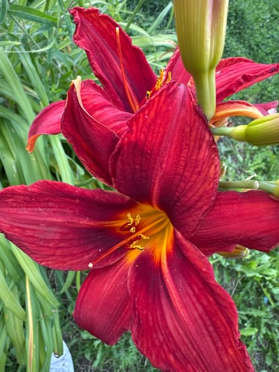 This media file is a close-up, eye-level shot of two red daylilies in bloom. The flowers are the central subjects, with their dark red petals prominently displayed, featuring intricate veining and a gradient of color towards a bright yellow-orange center. The stamen, tipped with yellow pollen, are clearly visible in the center of the bloom. To the left of the main flowers, a pale green, unopened bud of a daylily is visible, along with its stem. The background consists of soft-focus green foliage, typical of a garden setting. The lighting suggests it is daytime, with natural light illuminating the flowers. There is no visible text. The scene conveys a sense of natural beauty and the blooming of summer flowers. The location is identified as Tilteliai, Lithuania.