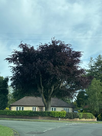 The image depicts a residential scene in Wistaston, United Kingdom. A large, mature copper beech tree dominates the foreground, its canopy extending towards the sky. A single-story house is visible behind the tree, its cream-colored exterior punctuated by white-framed windows. A tall, manicured hedge borders the property line along the street, separating the house from the asphalt road. Overhead power lines are visible against a cloudy sky.