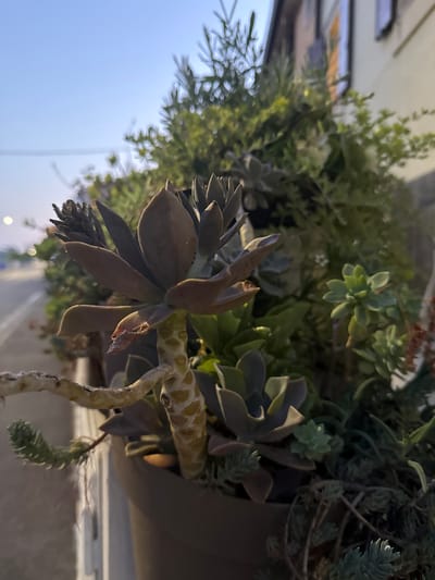 A low-angle, upward shot depicts a succulent plant arrangement in a container. The plants are a mix of succulents and other greenery. The succulent in the foreground has large, fleshy leaves, while other plants are smaller and more densely packed. A mottled stalk supports the succulent. The sky is visible in the background, appearing pale blue. The scene is presumably outdoors. Given the user's request for a location in Villafranca di Verona, Italy, the photo was likely taken at a location in this town, such as a balcony or garden of a home.