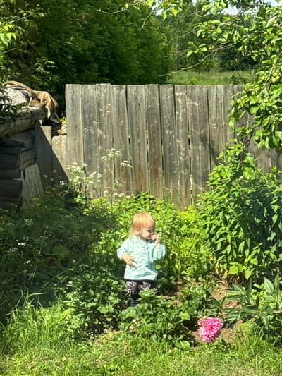 A young child with blonde hair, wearing a light blue shirt and dark patterned pants, stands in a lush green garden with a wooden fence. The child is looking down at something in their hands, and their posture suggests curiosity or contemplation. A vibrant pink peony is in bloom nearby, adding a splash of color to the scene. The garden is overgrown with various plants and wildflowers, indicating a natural, possibly untended, environment. A rustic wooden fence forms a backdrop, with weathered planks suggesting age and rural character. In the foreground, a pile of logs and a piece of fabric are visible, hinting at the outdoor setting. The lighting suggests it is a sunny day, casting shadows and highlighting the vibrant greens of the foliage. The overall impression is one of a peaceful, idyllic summer day in a rural Russian setting, possibly Varzi-Omga.