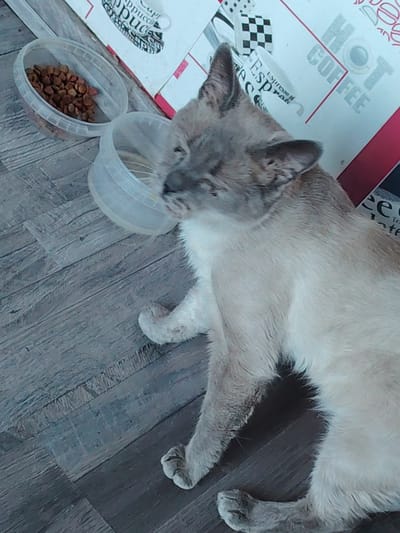 A domestic cat with light brown and white fur is lying on a wooden floor next to two transparent plastic containers, one filled with cat food. The cat appears to be a Siamese or a similar breed, with pointed ears and darker fur on its face and paws. One container is full of kibble, while the other is empty. In the background, there is a wall with a repeating pattern of coffee cups and text, including "Hot Coffee" and "Cappuccino". The image was taken indoors, likely in a home environment in Заямнаўскі сельскі Савет, Belarus.