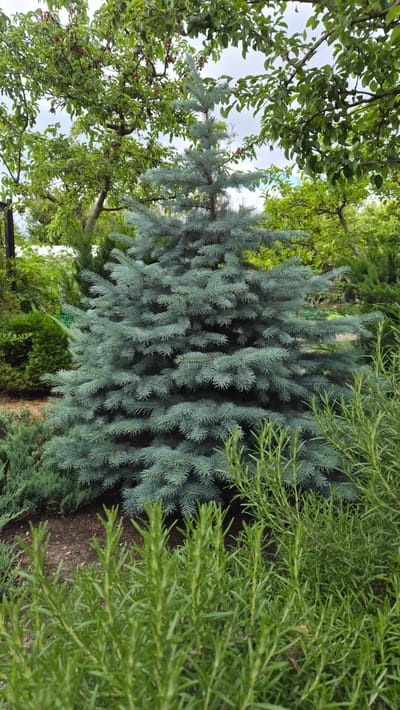 A medium shot shows a blue spruce tree in a garden. The tree is in the center of the frame and is surrounded by other plants. In the foreground, there are several rosemary bushes. Behind the blue spruce, there are other evergreens and deciduous trees. The sky is overcast. The location is the village of Mirnenskoye, Ukraine.