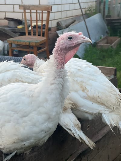 The image shows two white turkeys in an outdoor, rural setting. The turkey in the foreground is largely white with pink, bare skin on its head and neck. Its beak is pointed upwards and to the left. The turkey's eye is dark and visible. The bird's white feathers are ruffled in places, with some browning near the tips. It is positioned on a wooden surface that appears to be part of a weathered structure.

Behind the prominent turkey, another turkey is partially visible, also white with pink skin. It is looking downwards and to the left.

The background suggests a yard or farm area. To the left of the turkeys, a wooden chair with a lattice-style back is visible. Beyond that, there are brick tiles and what appears to be a corrugated metal roof or sheeting. Further in the distance, there are more wooden structures and greenery, indicating an outdoor environment. The lighting suggests it might be daytime, possibly late afternoon, with soft shadows. The scene appears to be a candid shot, capturing the birds in their natural environment. There is no visible text in the image. The overall impression is one of a rustic, agricultural setting in Bizyaki, Russia.