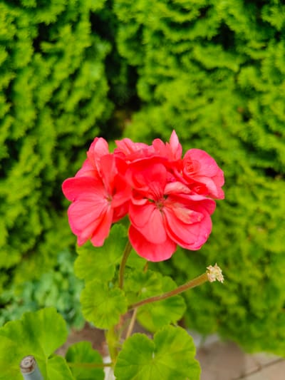 A close-up, eye-level shot focuses on a cluster of bright pink geranium flowers in full bloom. The flowers are the primary subject, with their delicate petals taking center stage. Behind the flowers, a lush green hedge serves as a blurred background, creating a soft bokeh effect that further emphasizes the vibrant pink hues of the blooms. The image appears to be taken outdoors, possibly in a garden or park setting. The overall impression is one of natural beauty and vibrant color.