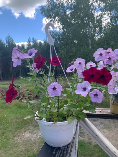 A hanging white flower pot filled with petunias in various shades of purple and dark red is displayed outdoors. The flowers are in bloom, with some petals appearing delicate and slightly wilted. The pot is suspended by white ropes attached to a white plastic hook. The background shows a slightly blurred view of green trees and a bright blue sky with white clouds. The scene appears to be set on a wooden railing, suggesting it might be on a balcony, porch, or fence. The overall impression is a vibrant display of flowers against a natural, outdoor backdrop. The image is taken in a slightly downward angle, with the sky and trees occupying the upper portion and the flowers and pot in the foreground. The lighting suggests it's daytime. There is no visible text in the image.