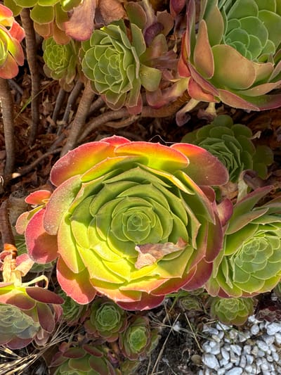 The image shows a close-up, overhead view of a cluster of succulents, likely Aeoniums, growing in a garden setting. The plants display a variety of colors, ranging from vibrant green in the center of the rosettes to reddish-brown and yellow on the outer leaves, which appear to be sun-stressed. The leaves are thick, fleshy, and arranged in tightly packed, circular patterns. Some of the rosettes are large and prominent, while smaller ones are visible in the background. The ground beneath the plants is covered with dry, brown organic matter, possibly mulch or fallen leaves, and small, white pebbles are scattered in the lower right portion of the frame. The lighting suggests it is daytime, with sunlight illuminating the plants from the side, creating highlights and shadows. There are no people or animals visible in the image. This scene is characteristic of a garden in a temperate climate, such as that found in San Mateo, California, a city known for its mild weather and thriving plant life, particularly in its many residential gardens and parks.