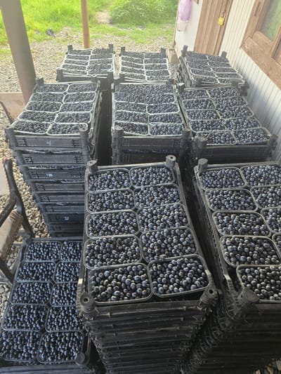 The image shows a large quantity of blueberries stacked in plastic containers within black crates. The crates are organized in multiple stacks. The scene appears to be outdoors, with a gravel ground and some greenery visible in the background. A wooden building with a lock on the door is to the right. The image does not depict any people or specific actions. The location is identified as Ingiri, Georgia.