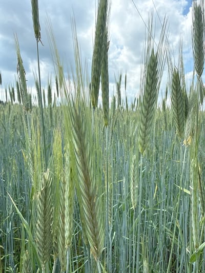 The image shows a field of green grain stalks under a cloudy sky. The stalks are tall and dense, with some individual heads of grain visible in the foreground. The sky is overcast with patches of blue sky visible. The location is identified as Verkhne-Pozim', Russia. There are no people or animals visible in the image.