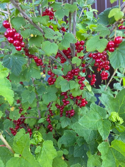 In Bolshiye Kharlushi, Russia, a close-up, eye-level shot captures a mature red currant bush laden with ripe berries. The berries, a vibrant red, are clustered in drooping racemes amidst lush green foliage. The leaves are broad with serrated edges, some showing signs of natural imperfections. The branches of the bush are thin and woody, providing support for the heavy fruit. The background is softly blurred, hinting at a natural outdoor setting with a suggestion of a fence or structure. No people or animals are visible in the frame. The lighting is natural and diffused, indicating an overcast day or shaded area.