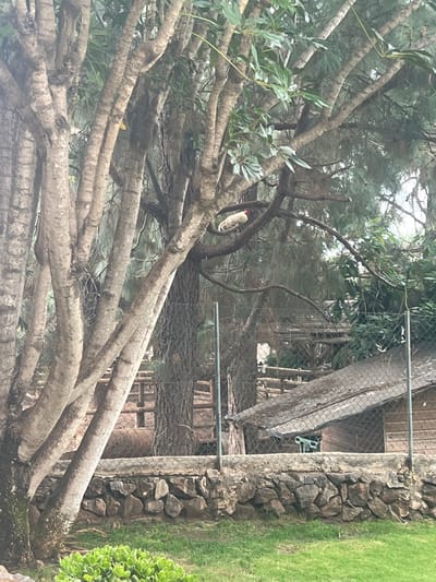 This is a medium-shot, eye-level, outdoor photograph of a chicken perched on a tree branch. The chicken is white with a red comb and is facing left. It is surrounded by lush green foliage and large tree trunks. In the background, there is a rustic wooden structure with a corrugated metal roof, enclosed by a chain-link fence. The fence also encloses a small stone wall and a grassy area. The overall scene appears to be a rural or park-like setting. This image was taken in La Vera, Spain.