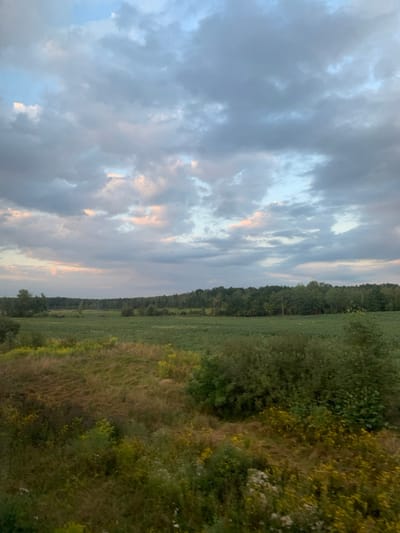 This image displays a rural landscape in Bratkivtsi, Ukraine, under an overcast sky featuring grey clouds with intermittent patches of lighter blue and subtle pink-orange hues. No individuals are present in the scene. The foreground consists of dense, varied vegetation, including green and dried grasses, shrubs, and scattered yellow and white wildflowers, with an area of matted, lighter-colored dry growth. The midground is dominated by an expansive green field, possibly agricultural, extending towards a distant, dark green treeline that defines the horizon. Multiple thin, vertical utility poles are visible within or along the treeline in the mid-distance. The environment is characterized by open fields and distant forest.