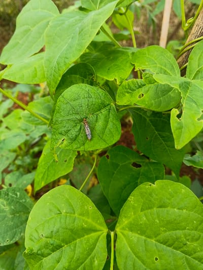A crane fly rests atop a green bean leaf in a garden. The fly has a reddish-brown body and long, spindly legs. The bean leaves are vibrant green, with some displaying small holes or chewed edges. A light-colored stake is visible in the background. The scene captures the natural interaction between insect and plant in a lush, outdoor setting.