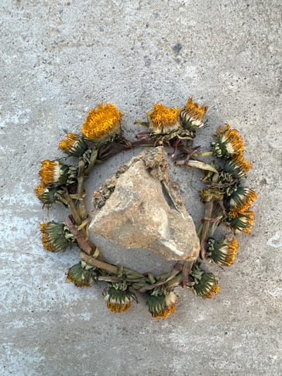 An overhead photograph displays a precise arrangement of organic and inorganic material on a light grey concrete surface, located in Gif-sur-Yvette, France. Approximately twenty withered dandelion heads and stems are meticulously arranged to form an irregular circle, with an approximate outer diameter of 30 cm. The dandelion florets are faded yellow to orange, and their stems range in color from green to reddish-brown. Centrally positioned within this floral circle is a single, irregularly shaped rock, predominantly light brown and grey, measuring approximately 15 cm at its widest point. The rock exhibits some adhering soil and fragmented debris on its upper surface. The concrete background shows a uniform light grey coloration with minor textural variations and scattered small dark specks. No human subjects are present.