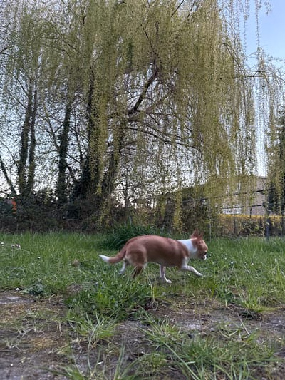 A photograph taken outdoors in Lauchhammer, Germany, shows a brown and white dog standing on green grass. The dog is oriented away from the camera, with its head turned slightly to the left. Behind the dog is a tall, weeping willow tree with light green blossoms. The sky is overcast, and a fence can be seen in the background, suggesting a residential area or park.