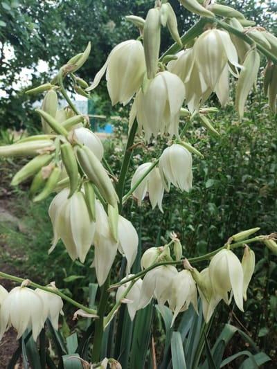 This is a close-up, eye-level, outdoor photograph of a flowering Yucca plant. The plant has a tall, green stalk with multiple clusters of drooping, bell-shaped, white flowers. Many of the flowers are partially open, revealing their petals. Some green buds are also visible among the flowers. The background is a lush garden with blurred green foliage, and some small white flowers are visible further back. The lighting suggests it is daytime. There are no people or animals present in the image. This photograph was taken in Saksahan, Ukraine.